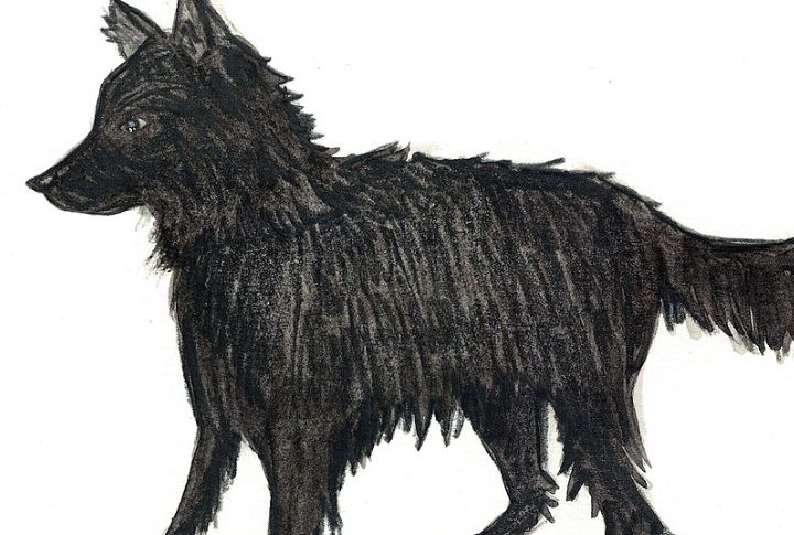 Sirius Black Name Predicts Dog Fate